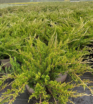Саженец: Можжевельник Минт Джулеп (Juniperus pfitzeriana Mint Julep) Можжевельник Минт Джулеп (Juniperus pfitzeriana Mint Julep)