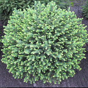 Саженец: Ель Карел (Picea omorika Karel) Ель Карел (Picea omorika Karel)