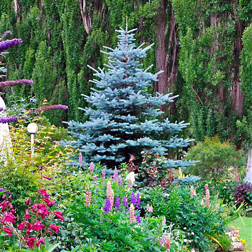 На фото: Ель Ель