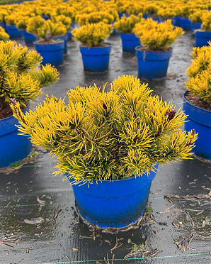 Саженец: Сосна Карстенс Винтерголд (Pinus mugo Carstens Wintergold) Сосна Карстенс Винтерголд (Pinus mugo Carstens Wintergold)